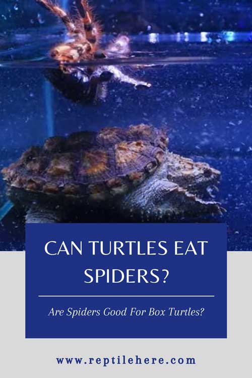 Can Turtles Eat Spiders