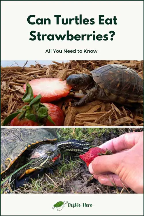 Can Turtles Eat Strawberries