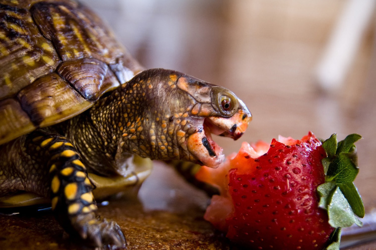 Can Turtles Eat Strawberries? – Solved!