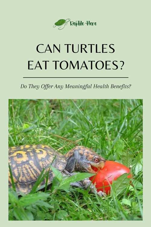 Can Turtles Eat Tomatoes