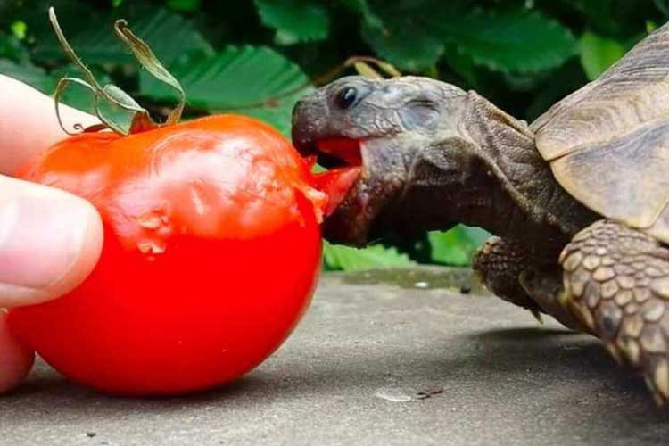 Do Box Turtles Eat Tomatoes?