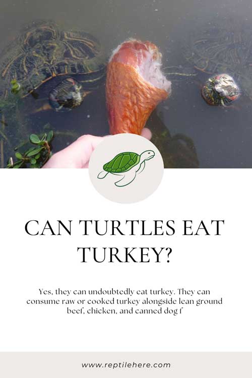 Can Turtles Eat Turkey
