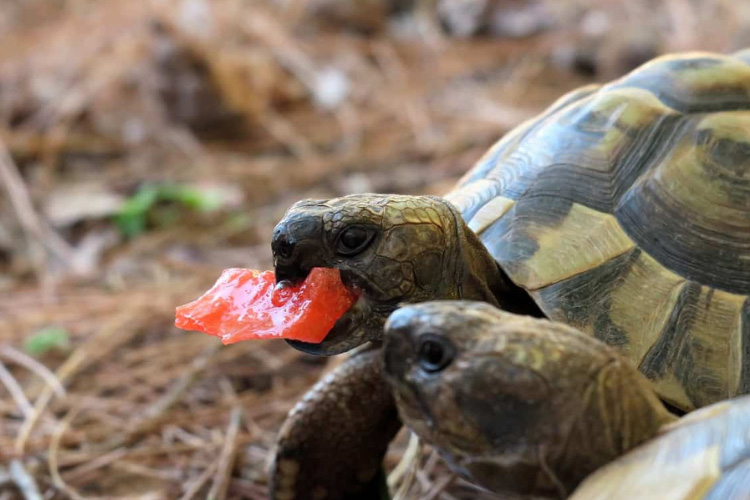 Can Turtles Eat Watermelon? Is Watermelon Healthy For Turtles?