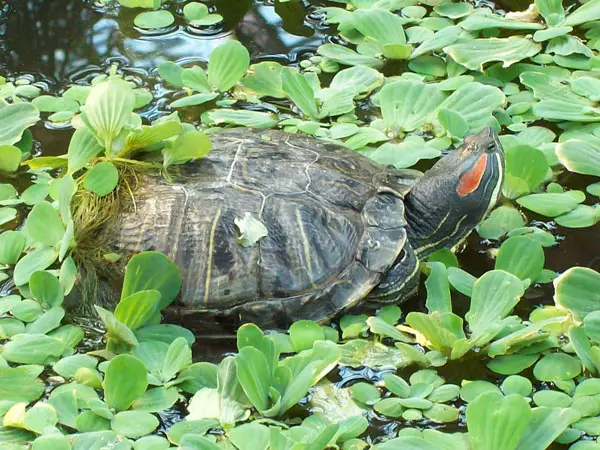 Can You Feed  Ants To Your Pet Turtles