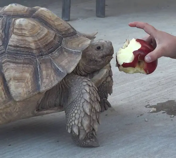 Can You Feed Apple To Your Pet Turtles