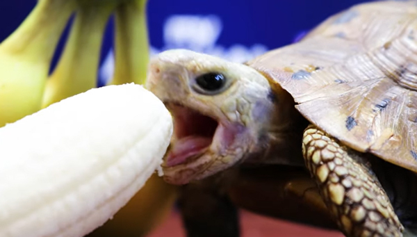 Can You Feed Bananas To Your Pet Turtles
