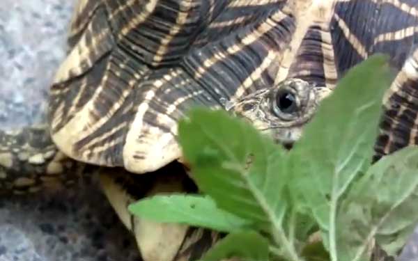 Can You Feed Basil To Your Pet Turtles