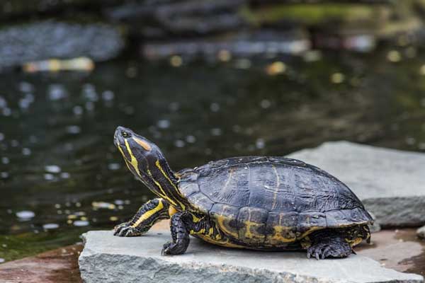 Can You Feed Betta Fish Food To Your Pet Turtles