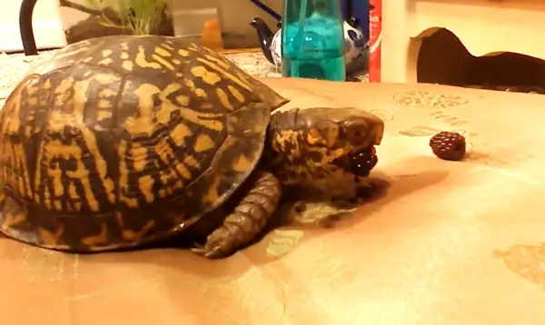 Can You Feed Blackberries To Your Pet Turtles