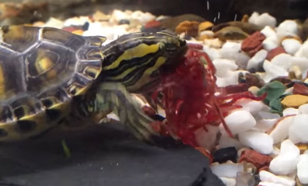 Will Red Eared Slider Turtles Eat Bloodworms? 2