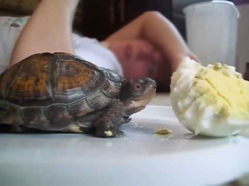 Can You Feed Boiled Eggs To Baby Turtles