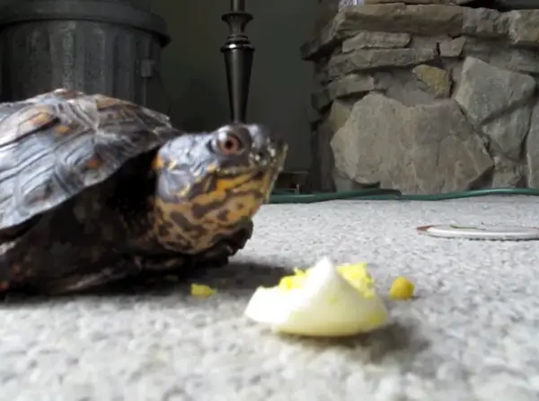 Can You Feed Boiled Eggs To Your Pet Turtles