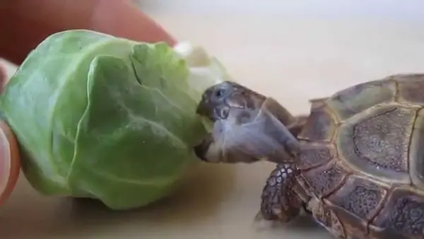 Can You Feed Brussels Sprouts To Your Pet Turtles