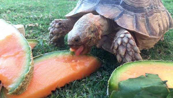 Can You Feed Cantaloupe To Your Pet Turtles