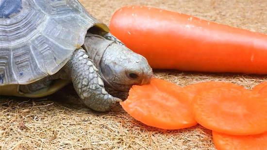Can You Feed Carrots To Baby Turtles