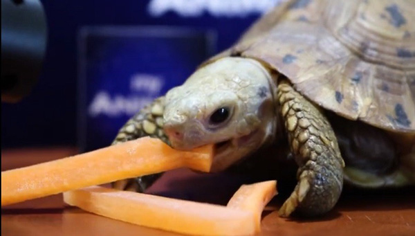 Can You Feed Carrots To Your Pet Turtles