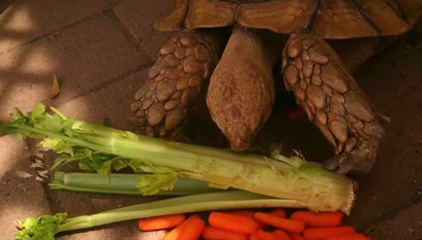 Can You Feed Celery To Your Pet Turtles