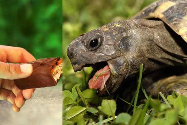 Can You Feed Chocolate to Your Pet Turtles