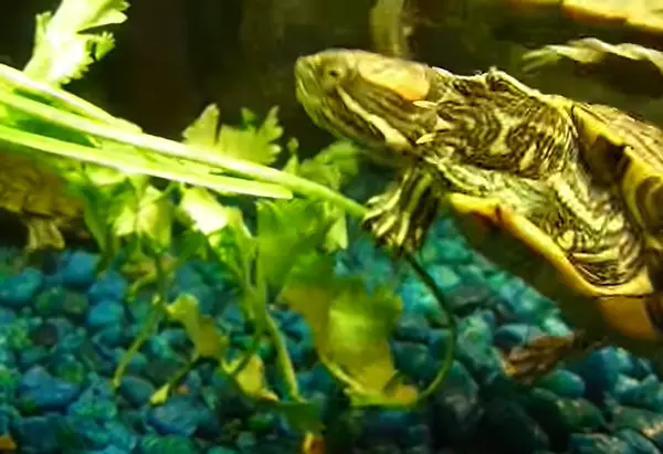 Can You Feed Cilantro To Your Pet Turtles