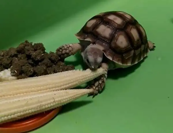 Can You Feed Corn To A Baby Turtle