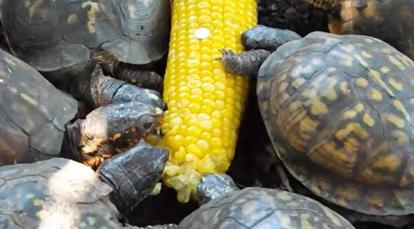 Can You Feed Corn To Your Pet Turtles