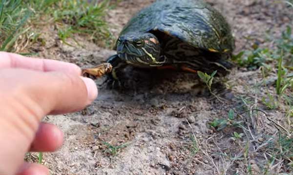 Can You Feed Crickets to Your Pet Turtles