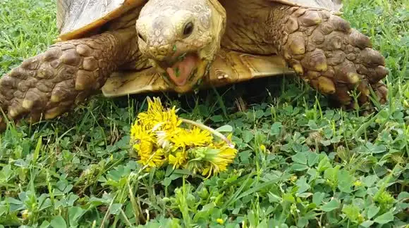 Can You Feed Dandelions To Your Pet Turtles