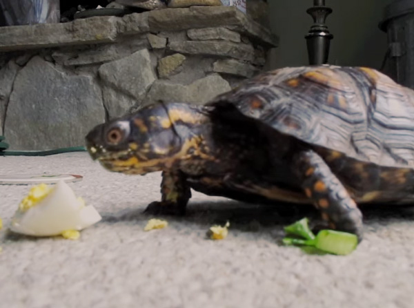 Can You Feed Eggs To Your Pet Turtles