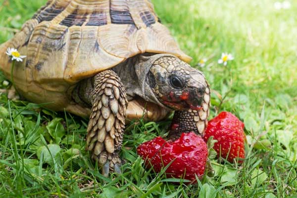 Can You Feed Fruit to Your Pet Turtles