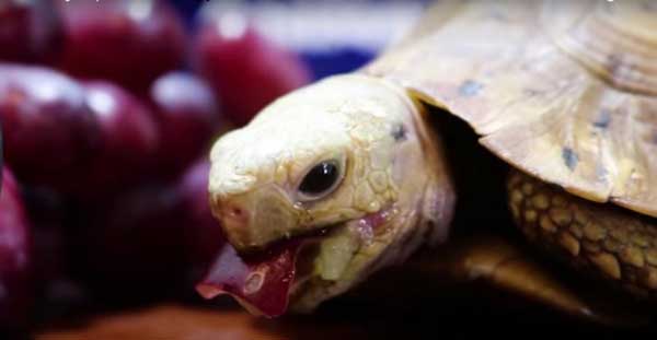 Can You Feed Grapes To Your Pet Turtles