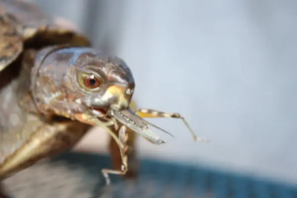 Can You Feed Grasshoppers To Your Pet Turtles
