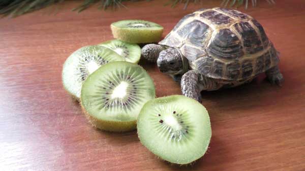 Can You Feed Kiwi To Your Pet Turtles