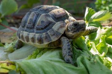 baby turtle eating lettuce