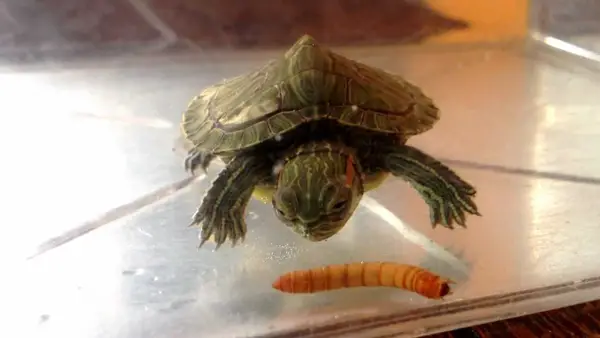 Can You Feed Mealworms to Your Pet Turtles