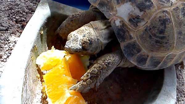 Can You Feed Oranges To Your Pet Turtle