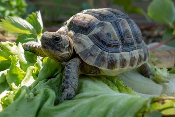 Can You Feed Parsley To Your Pet Turtles