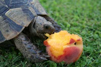 Can You Feed Peaches To Your Pet Turtles