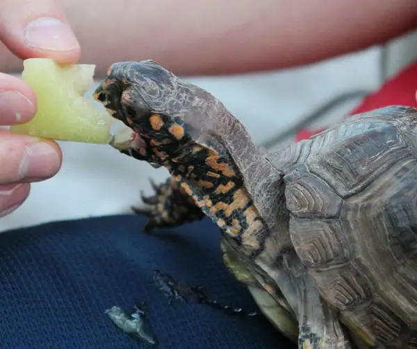 Can You Feed Pickles To Your Pet Turtles