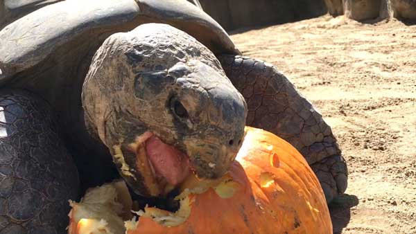 Can You Feed Pumpkin To Your Pet Turtles