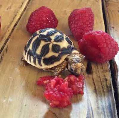 Can You Feed Raspberries To Your Pet Turtles