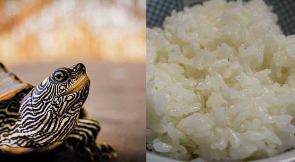 Can You Feed Rice To Your Pet Turtles