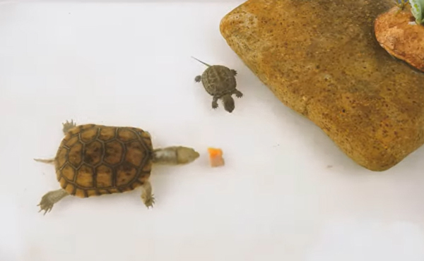 Can You Feed Salmon To Baby Turtles