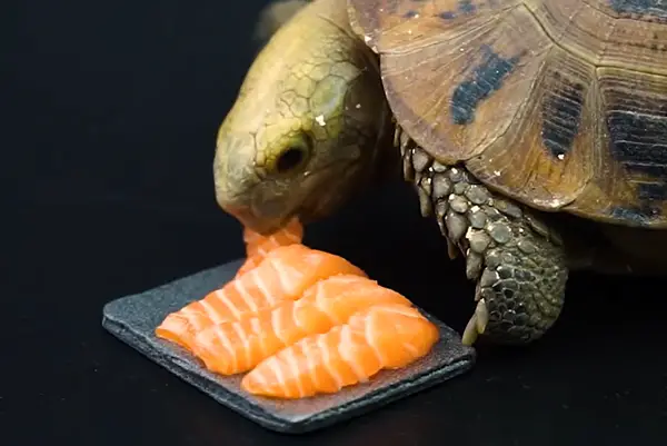 Can Red Eared Slider Turtles Eat Salmon?