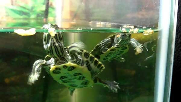 Can You Feed Shrimp To Your Pet Turtles