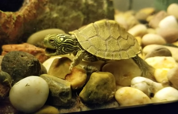 Can You Feed Snails to Your Pet Turtles