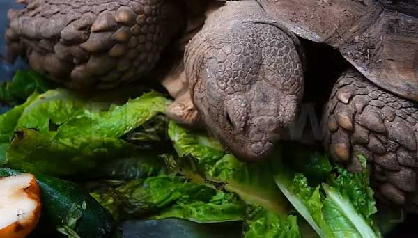 Can You Feed Spinach to Your Pet Turtles