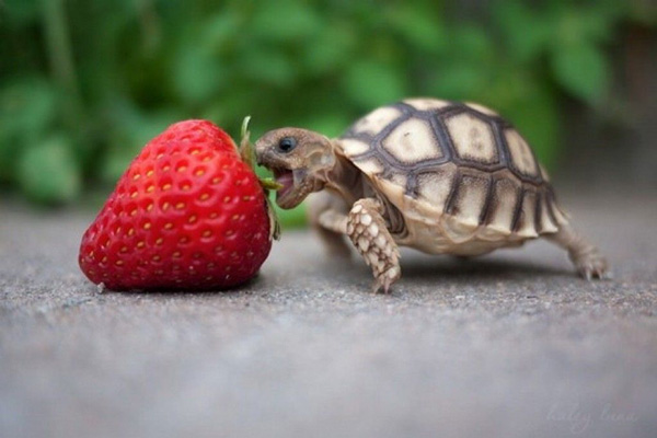 Can You Feed Strawberries To Baby Turtles