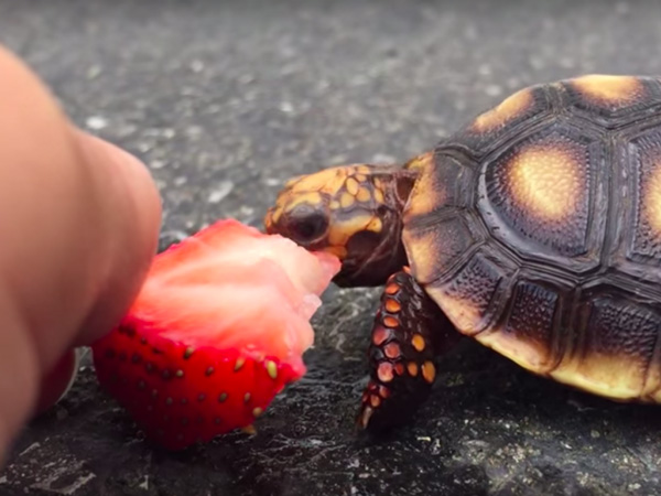 Can You Feed Strawberries To Your Pet Turtles
