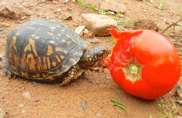 Can You Feed Tomatoes To Baby Turtles