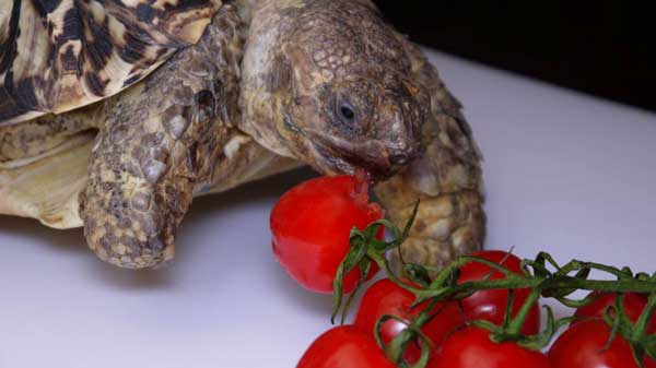 Can You Feed Tomatoes To Your Pet Turtles